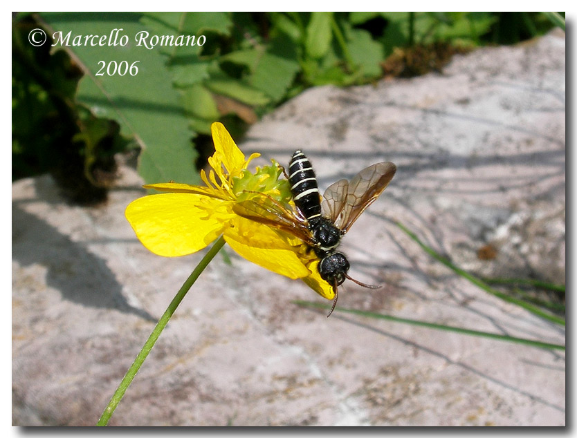 Insetti del Parco Adamello Brenta (TN): immagini e appunti